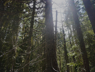 Finding Joy and Tranquility in the First Jhana: Personal Reflections