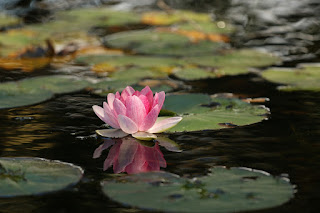 lotus flower representing the growth of equanimity and contentment in deep meditation