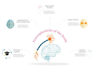 An infographic explaining neuroplasticity, showing how the brain forms new connections through mental exercises like meditation, promoting cognitive resilience.
