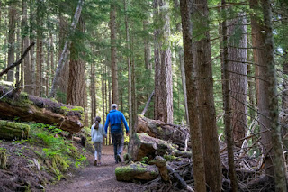 Peaceful trail through nature, symbolizing the journey of sustainable progress with intentional rest.