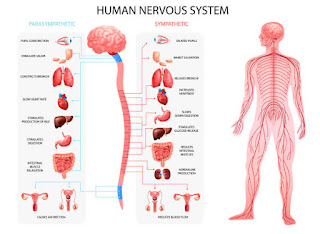 Yoga and the Nervous System: A Deep Dive into Polyvagal Theory