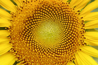 Sunflower displaying the Fibonacci sequence pattern, symbolizing the connection between nature and Sacred Geometry in yoga philosophy.