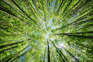 Looking up at a green forest canopy with sunlight streaming through, representing the energy and tranquility of nature.