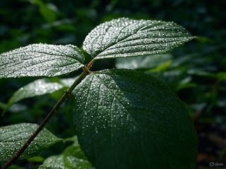 A close-up of a simple object, like a leaf, symbolizing observation.