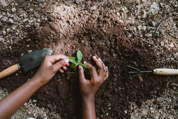 Close up of hands planting seedling in soil.