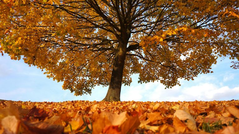 autumn leaves, symbolizing non-attachment and the practice of Aparigraha in daily life.