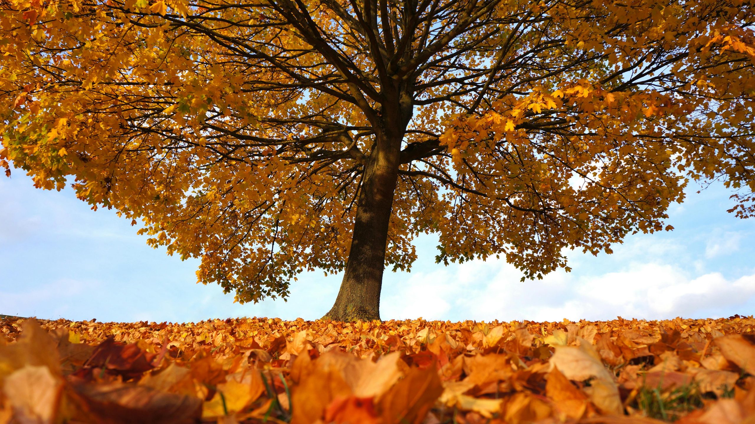 autumn leaves, symbolizing non-attachment and the practice of Aparigraha in daily life.