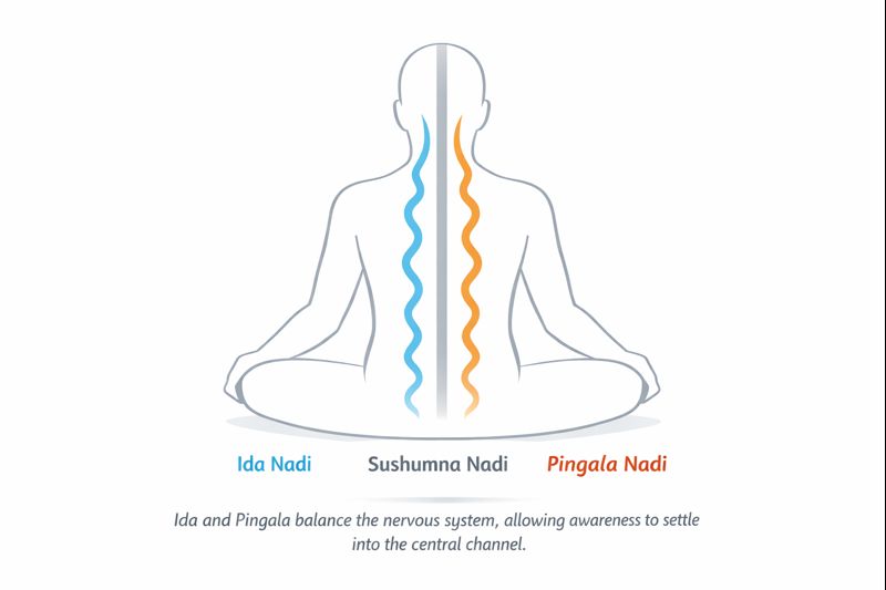 Diagram of Ida, Pingala, and Sushumna nadis in yoga