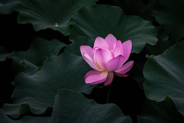 The lotus prepares us for the transitions into spring